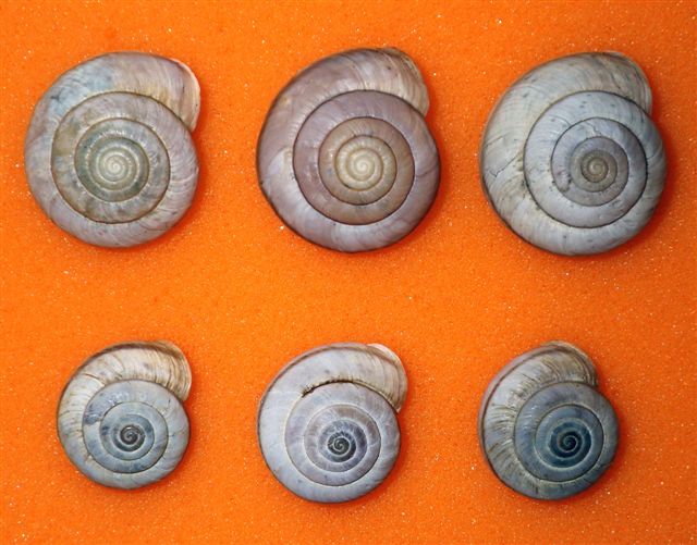 Chilostoma cingulatum (alzonai)